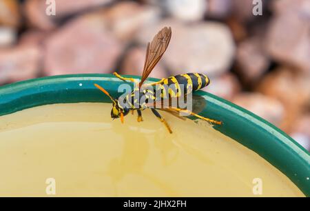 wasp prendere una bevanda Foto Stock