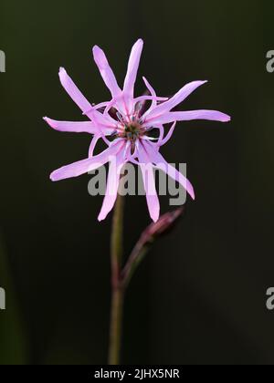 Ragged Robin (Lychnis flos-cucucoli), Cambridgeshire, Inghilterra Foto Stock