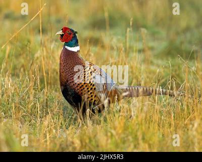 Pheasant maschio (Phasianus colchicus) alla luce del mattino, Suffolk, Inghilterra Foto Stock