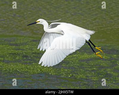 Adulto piccolo Egret (Egretta garzetta) in volo, Cambridgeshire, Inghilterra Foto Stock