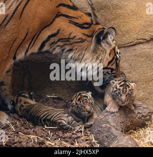 Foto di handout non pubblicata da ZSL London di tre cuccioli di tigre Sumatran in pericolo critico nati nel mese di giugno allo ZSL London Zoo con la loro madre Gaysha nella loro casa Tiger Territory. Data di emissione: Giovedì 21 luglio 2022. Foto Stock