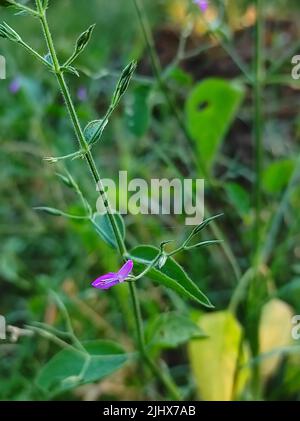 Una gomma di Neem è una gomma naturale estratta dall'albero di Neem per danno indotto o naturale Foto Stock