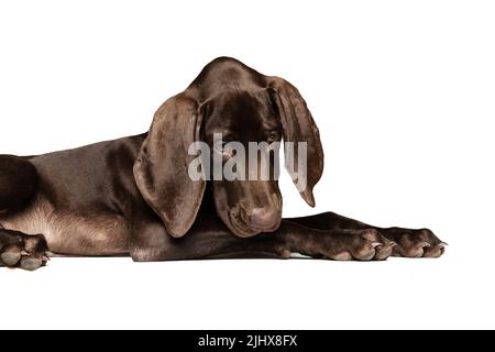 Studio girato di bel cane purebred, weimaraner posa isolato su sfondo bianco. Aspetto carino Foto Stock