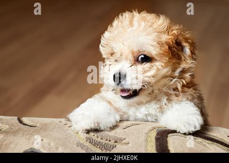 Maltipoo cucciolo. Adorabile Maltese e Poodle mix Puppy Foto Stock