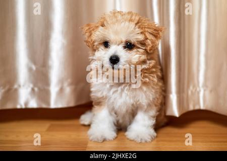 Il cucciolo di Maltipoo è seduto sul pavimento. Primo piano, messa a fuoco selettiva Foto Stock