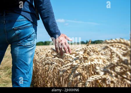Coltivatore che controlla il suo raccolto. Mano di uomo che corre attraverso il grano in un campo Foto Stock