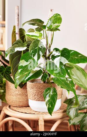 La piantina tropicale 'Philodendron White Princess' presenta una variegazione bianca con macchie in un cestino sul tavolo Foto Stock