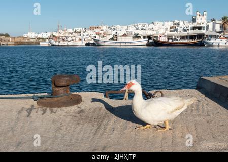 Anatra nel porto di Naousa con il villaggio sullo sfondo Foto Stock