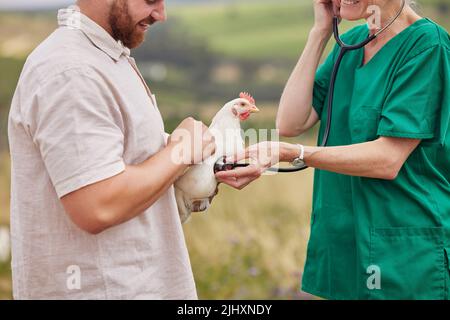 Proprio come gli esseri umani, i polli a volte si ammalano troppo. Primo piano di un veterinario che utilizza uno stetoscopio per valutare un pollo in un allevamento di pollame. Foto Stock