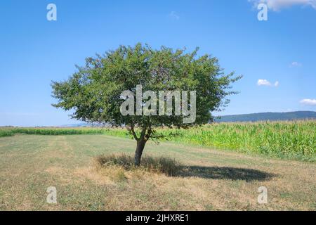 Albero solitario in un campo in una giornata di sole Foto Stock