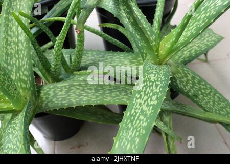 Primo piano Aloe vera pianta su sfondo bianco, pentole all'aperto. Aloe vera lascia sul primo piano Foto Stock