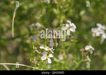 Primo piano su una grande vespa di sabbia, Bembix rostrata sul fiore bianco europeo di garza, Cakile maritima, sulla costa belga Foto Stock