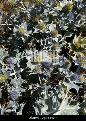 Closeup colorato sulla foglia di spiky con fiori blu del cardo della Costa ernygo, Eryngium maritimum nelle dune Foto Stock