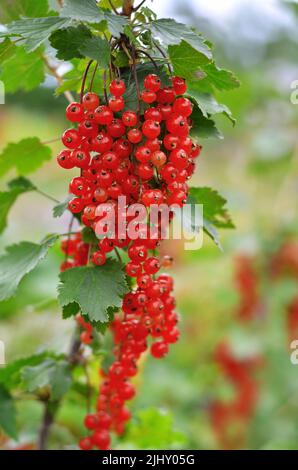 Ribes rosso maturo con foglie verdi su un ramo del gaden. Il concetto di giardinaggio organico. Foto Stock