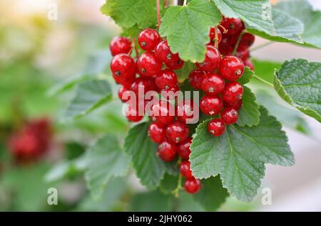 Primo piano di bacche di ribes rosso mature, fuoco selettivo. Concetto di coltivazione del proprio cibo biologico. Foto Stock