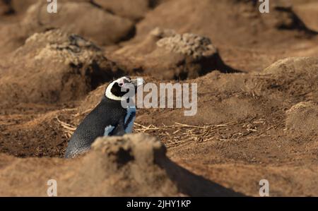 Primo piano di un pinguino magellanico vicino al burrow sulla zona costiera delle Isole Falkland. Foto Stock