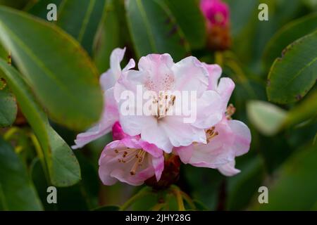 Fiori di Rhodendron decorum ssp. Decorum Foto Stock