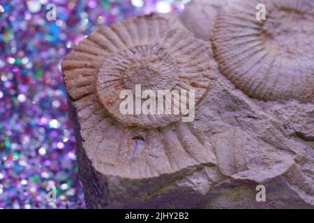 Gli Ammoniti (Ammonoidea) un sottogruppo estinto di cefalopodi su sfondo lucido Foto Stock