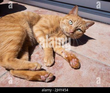 Carino arancione Tabby Cat adagiato sul pavimento Foto Stock
