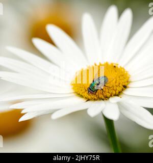 Fly impollinating un fiore margherita bianco all'aperto, bug bottiglia verde comune. Closeup di flowfly che alimenta via nettare dal pistil giallo su una marguerite Foto Stock