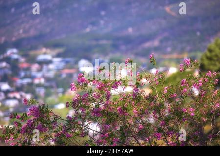 Fiore di paperflower rosa su steli verdi che crescono su un lato della collina contro uno sfondo urbano della città. Primo piano di paesaggio paesaggistico ambiente con boscaglia fine Foto Stock