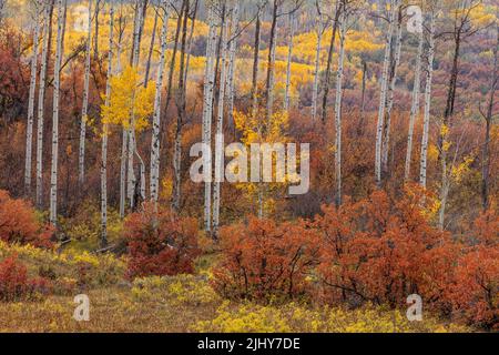 Colori autunnali lungo Kebler Pass Road, Gunnison County, Colorado Foto Stock