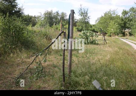 Weimar, Germania. 21st luglio 2022. Due alberi sono stati tagliati vicino al memoriale di Buchenwald. Un totale di sette alberi sono stati tagliati per commemorare le vittime del campo di concentramento nazista vicino a Weimar. Gli alberi erano dedicati ai figli uccisi di Buchenwald e a sei prigionieri chiamati. Credit: Bodo Schackow/dpa/Alamy Live News Foto Stock