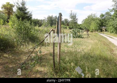 Weimar, Germania. 21st luglio 2022. Due alberi sono stati tagliati vicino al memoriale di Buchenwald. Un totale di sette alberi sono stati tagliati per commemorare le vittime del campo di concentramento nazista vicino a Weimar. Gli alberi erano dedicati ai figli uccisi di Buchenwald e a sei prigionieri chiamati. Credit: Bodo Schackow/dpa/Alamy Live News Foto Stock