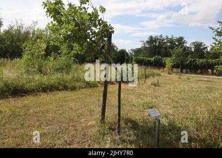 Weimar, Germania. 21st luglio 2022. Due alberi sono stati tagliati vicino al memoriale di Buchenwald. Un totale di sette alberi sono stati tagliati per commemorare le vittime del campo di concentramento nazista vicino a Weimar. Gli alberi erano dedicati ai figli uccisi di Buchenwald e a sei prigionieri chiamati. Credit: Bodo Schackow/dpa/Alamy Live News Foto Stock