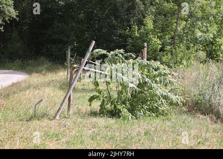 Weimar, Germania. 21st luglio 2022. Due alberi sono stati tagliati vicino al memoriale di Buchenwald. Un totale di sette alberi sono stati tagliati per commemorare le vittime del campo di concentramento nazista vicino a Weimar. Gli alberi erano dedicati ai figli uccisi di Buchenwald e a sei prigionieri chiamati. Credit: Bodo Schackow/dpa/Alamy Live News Foto Stock