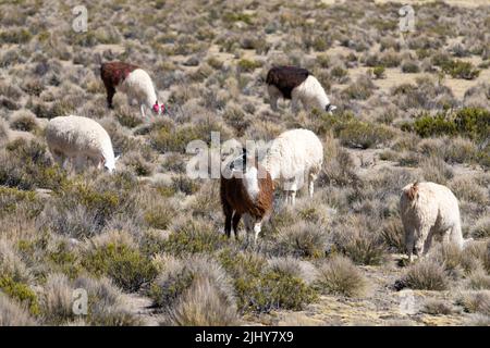 Un gregge di lama nazionali, lama glama, pascolo nel Parco Nazionale della Lauca sull'alto altiplano andino nel Cile nord-orientale. Foto Stock