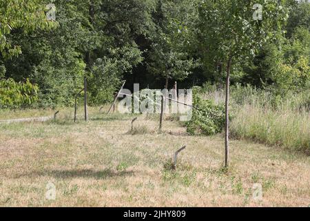 Weimar, Germania. 21st luglio 2022. Tre alberi sono stati tagliati vicino al memoriale di Buchenwald. Un totale di sette alberi sono stati tagliati per commemorare le vittime del campo di concentramento nazista vicino a Weimar. Gli alberi erano dedicati ai figli uccisi di Buchenwald e a sei prigionieri chiamati. Credit: Bodo Schackow/dpa/Alamy Live News Foto Stock