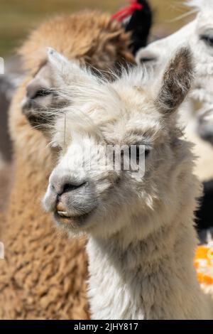 Ritratto di una giovane Alpaca, lama pacos, o CRIA, nel Parco Nazionale sull'altiplano alto in Cile. Foto Stock