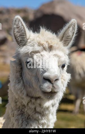 Ritratto di un lama nazionale, lama glama, nel Parco Nazionale Lauca, Cile. Foto Stock