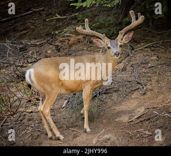 Mule cervo in velluto, Sequoia National Park, California Foto Stock
