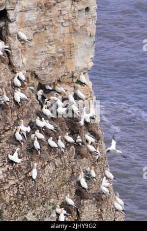 Gannets nidificano sulle scogliere a RSPB Bempton Cliffs, Yorkshire. Foto Stock