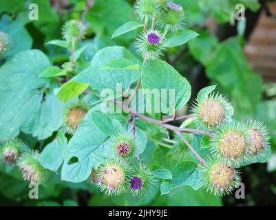 Fiori e teste di mare di Burdock. Foto Stock