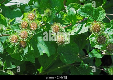 Teste di mare di Burdock Foto Stock