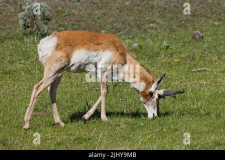 Antilope buck Pronghorn (Antilocapra americana) che pascolano sull'erba, parco nazionale di Yellowstone, Wyoming Foto Stock