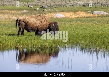 American Bison (Bison bison) riflesso in uno stagno in primavera, parco nazionale di Yellowstone, Wyoming Foto Stock