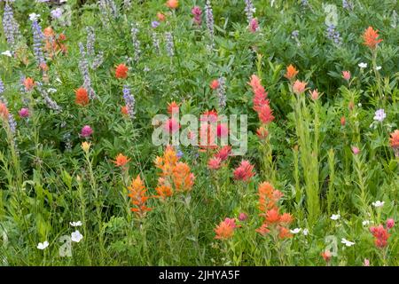 Pennello indiano e lupino, Albion Basin, Little Cottonwood Canyon, Wasatch Mountains, Utah Foto Stock