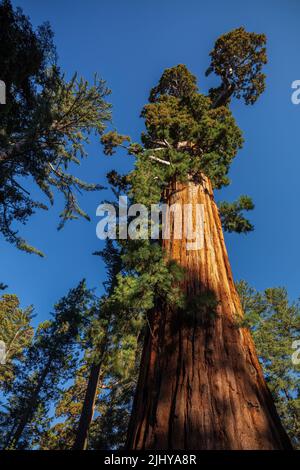 Sequoia gigante, General Grant Grove, Kings Canyon National Park, California Foto Stock