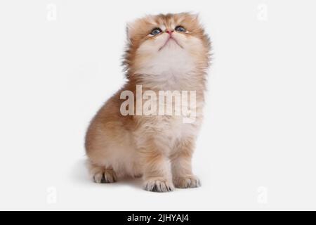 Gattino longhair britannico su sfondo bianco con foglie verdi. Highlander di chinchilla dorata. Carino gattino soffice . Gli animali domestici sono a casa propria. Vista dall'alto sul Web Foto Stock