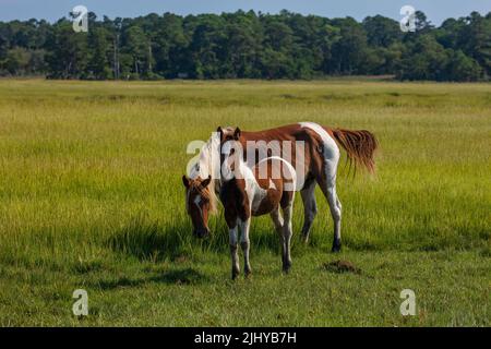 Madre e figlio di famosi pony selvaggi di Chincoteague, Chincoteague National Wildlife Refuge, Virginia Foto Stock