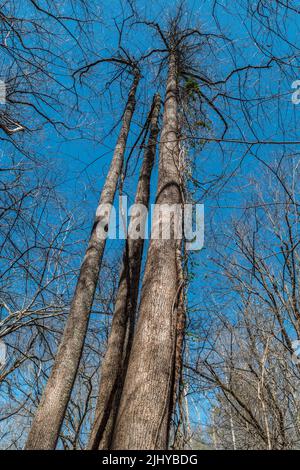 Una vite spessa di quercia di veleno attaccata all'albero alto che cresce verso l'alto con alcuni altri vitigni a fianco che forse avvelenano vite di edera vista verticale Foto Stock