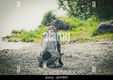 Il cane bagnato sulla spiaggia di fiume aspetta il proprietario di gettare il giocattolo galleggiante che può prendere e recuperare Foto Stock