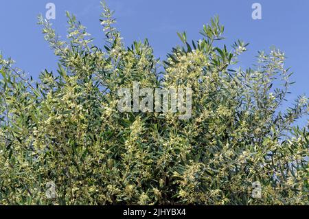 Fioritura dell'olivo contro il cielo blu, Tilos, Estate 2022.cil Foto Stock