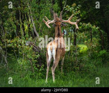 Il cervo adulto mangia i tiri teneri di una pianta. Parco Nazionale d'Abruzzo Lazio e Molise, Abruzzo, Italia, Europa Foto Stock