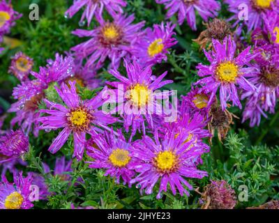 Fiori di Symphyotrichum novi-belgii Alice Haslam Foto Stock