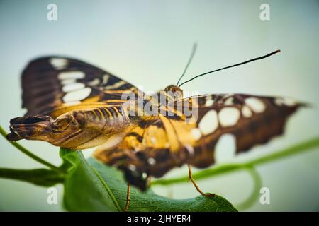 Vista da dietro sulla farfalla Brown Clipper Foto Stock